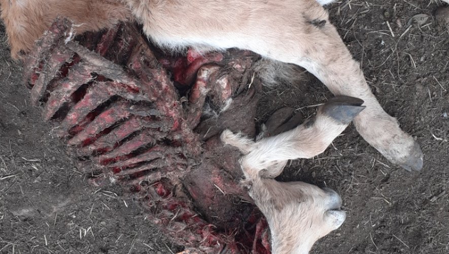 L'attaque sur l'Aubrac a causé la mort d'un veau de deux mois et d'autres dégâts au sein du troupeau.