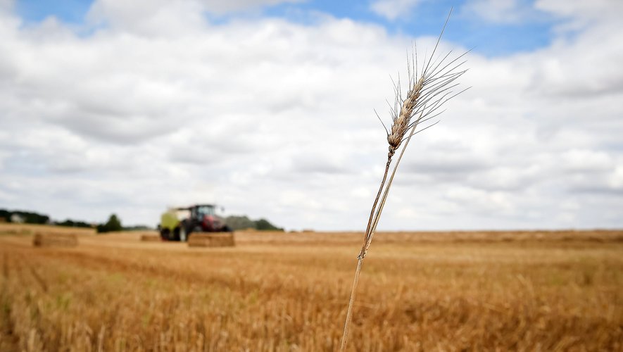 “Le blé hybride offre aux agriculteurs la possibilité de relever les défis du changement climatique“, explique Bob Reiter (Bayer). 