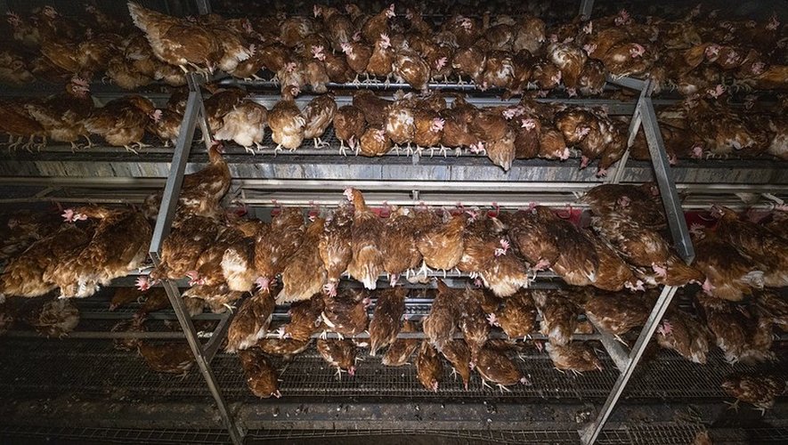 Un élevage de poules pondeuses dites "au sol".