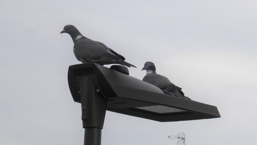 Un couple de pigeons ramiers , parmi les nombreux couples ayant niché au lotissement l’Horizon à La Primaube.