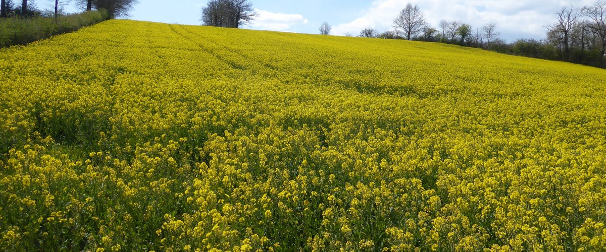 Luc-la-Primaube. La vie en jaune avec de magnifiques champs de colza en  fleurs ! - centrepresseaveyron.fr