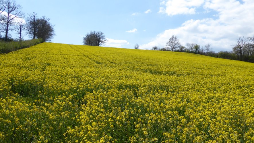 Luc-la-Primaube. La vie en jaune avec de magnifiques champs de colza en  fleurs ! - centrepresseaveyron.fr