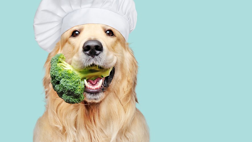 La demande de produits végétariens pour chien prend de l'ampleur. Une tendance qui n'a pas échappé aux acteurs du marché, qui proposent des croquettes végétales, des pâtés vegans... et même prochainement de la viande in vitro.