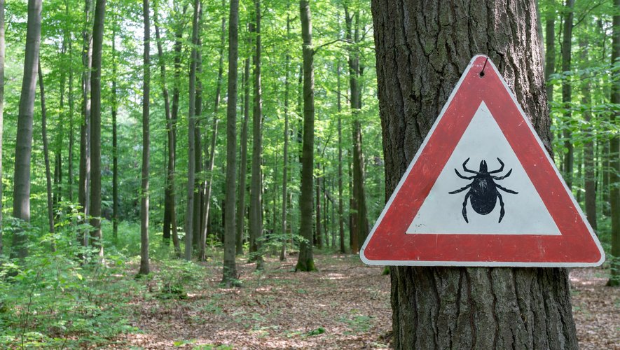 Maladie de Lyme : quelles sont les régions les plus à risque ?