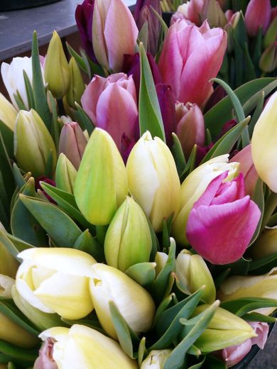La tulipe, une fleur très prisée sur les marchés aveyronnais.