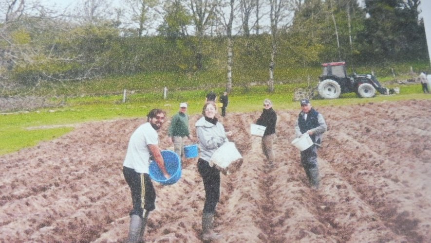 Les planteurs de pommes de terre au travail.