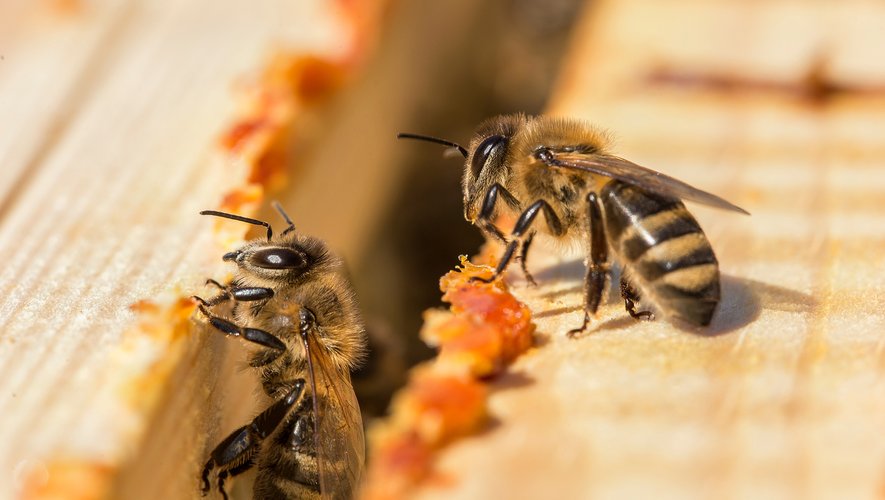 Selon des chiffres de l'Union internationale pour la conservation de la nature, une espèce d'abeilles et de papillons européenne sur dix est menacée d'extinction.
