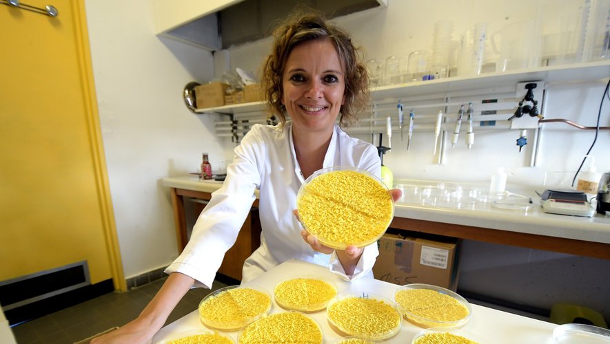 Audrey Dussutour, directrice de recherche au CNRS, reçoit le titre de chevalier de l'Ordre national du Mérite.