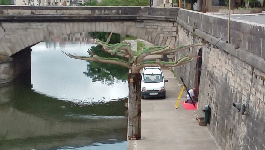 L’arbre de la paix sur la rive en rénovation.