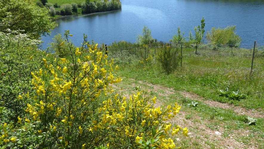 Des genêts en fleurs sur le sentier qui longe le lac de la Brienne.