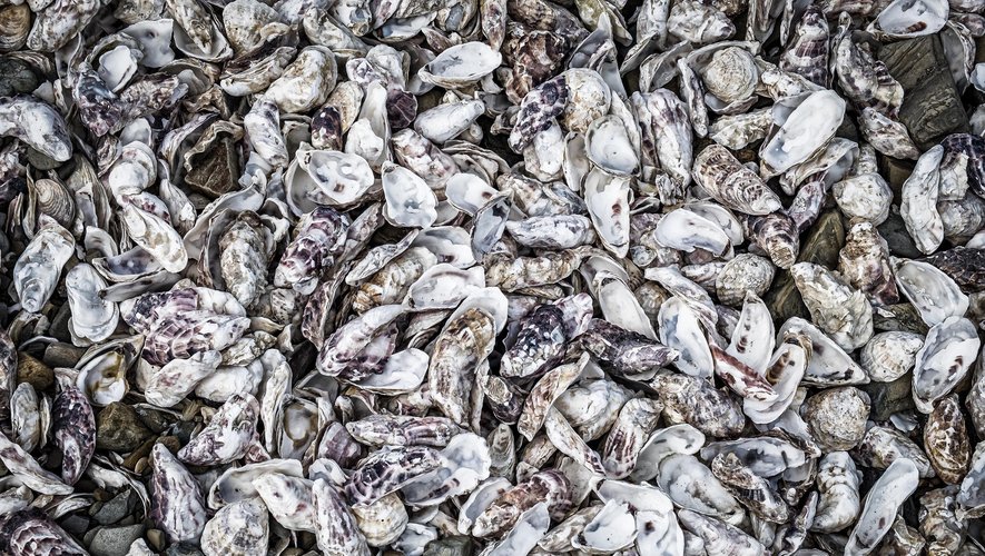 La quête de produits éco-conçus amène à découvrir, ou plutôt redécouvrir, mille et un usages aux coquilles d'huîtres, ressource en abondance.