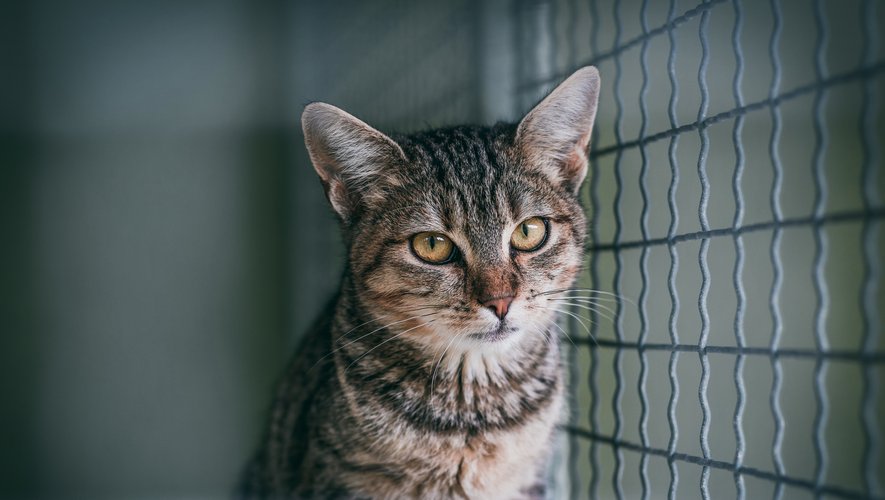 Le recueil des chats dans les 62 refuges de la SPA est en augmentation de 40% sur les 5 premiers mois par rapport à 2020.