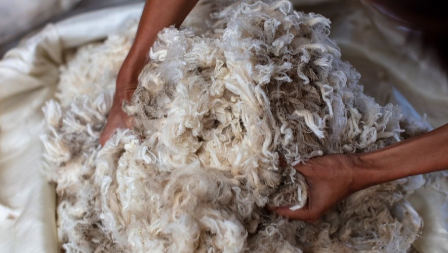 La marque Allbirds s'engage à ce que tous ses produits à base de laine proviennent à terme de l'agriculture régénérative.