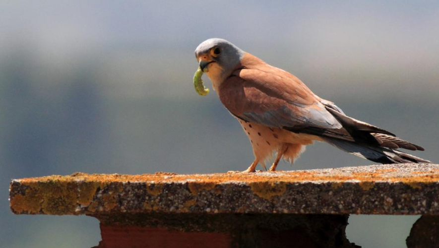 La population de faucons crécerelles a chuté de 18,4 % sur les seules 19 dernières années.