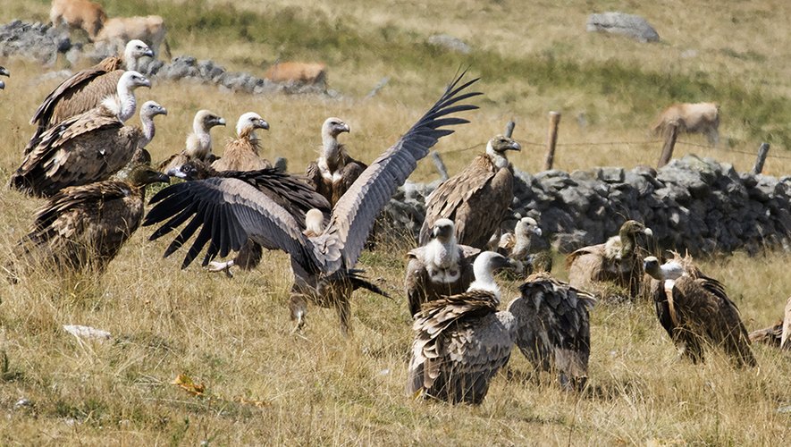 "Nous ne demandons par l’extermination des vautours", explique le président de la Chambre d’agriculture.