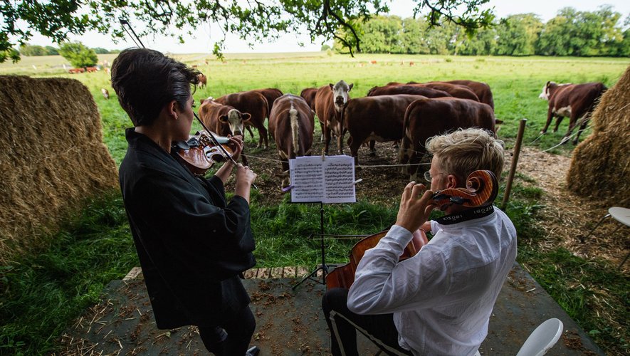 A l'automne, Jacob Shaw a convaincu un fermier mélomane d'exposer ses bêtes, de race à viande, à la musique classique pour améliorer leur bien-être.