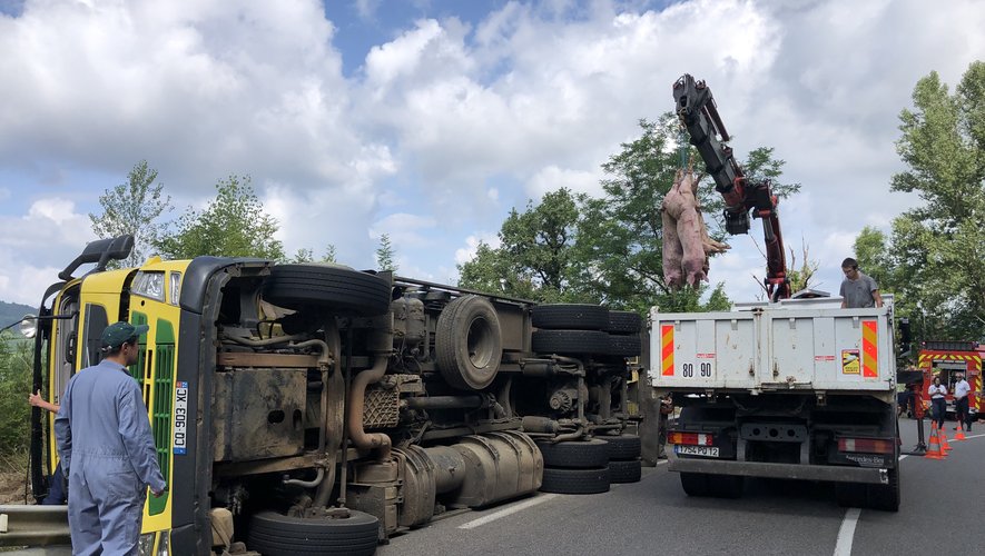 Camion renversé à Flagnac : une centaine de cochons sur la route