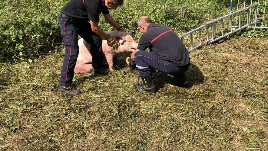 Camion renversé à Flagnac : une centaine de cochons sur la route