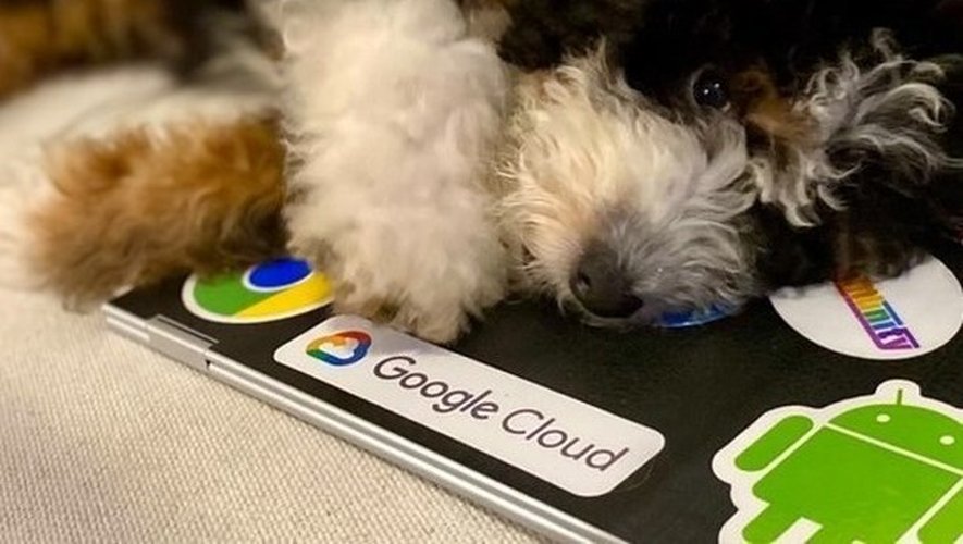 Ces chiens Google, appelés les "dooglers", rassurent les employés et les aident à mieux coopérer