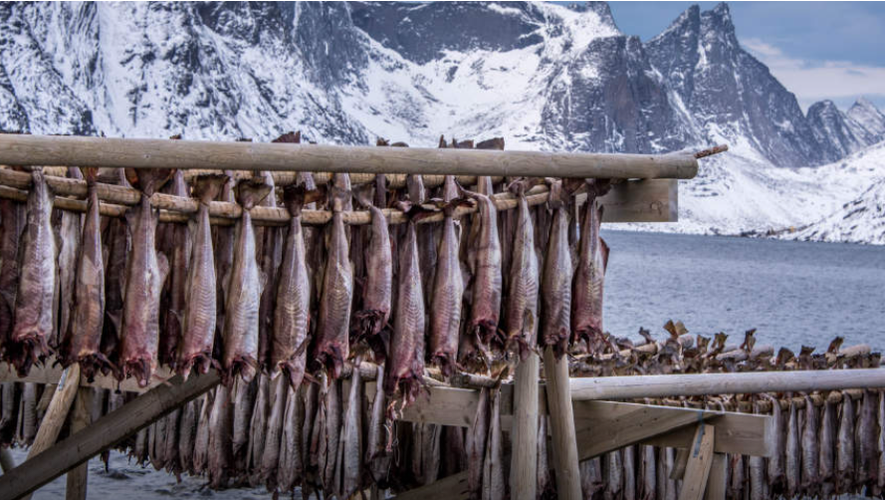 Les célèbres séchoirs à l’air libre de stockfisch sur les îles Lofoten, en Norvège.