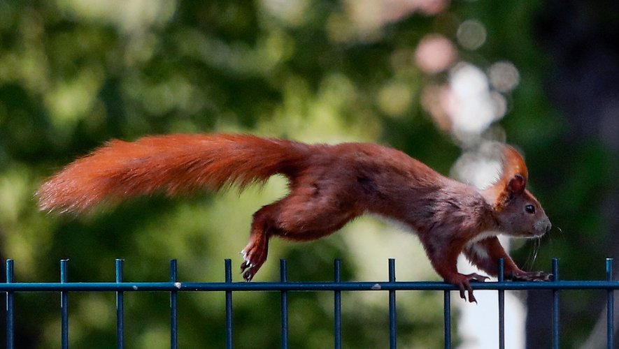 Les écureuils développent des stratégies surprenantes, ressemblant parfois à celles utilisées dans la discipline urbaine du parkour.