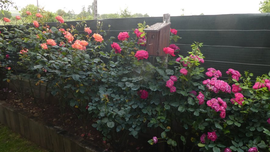 De magnifiques rosierschez un jardinier primaubois.