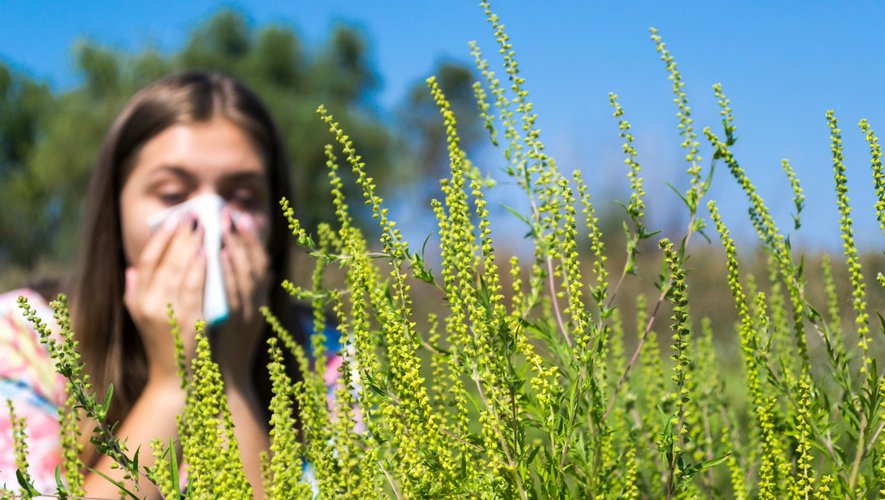 Pollen d’ambroisie : comment s’en prémunir ?