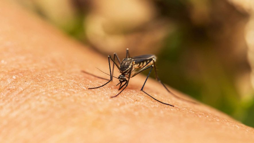 Quelles maladies sont véhiculées par les moustiques ?