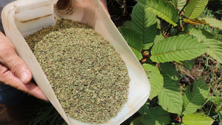 La Thaïlande a retiré mardi de sa liste des drogues illicites le kratom, une plante psychotrope originaire d'Asie du Sud-Est longtemps utilisée dans la médecine traditionnelle.