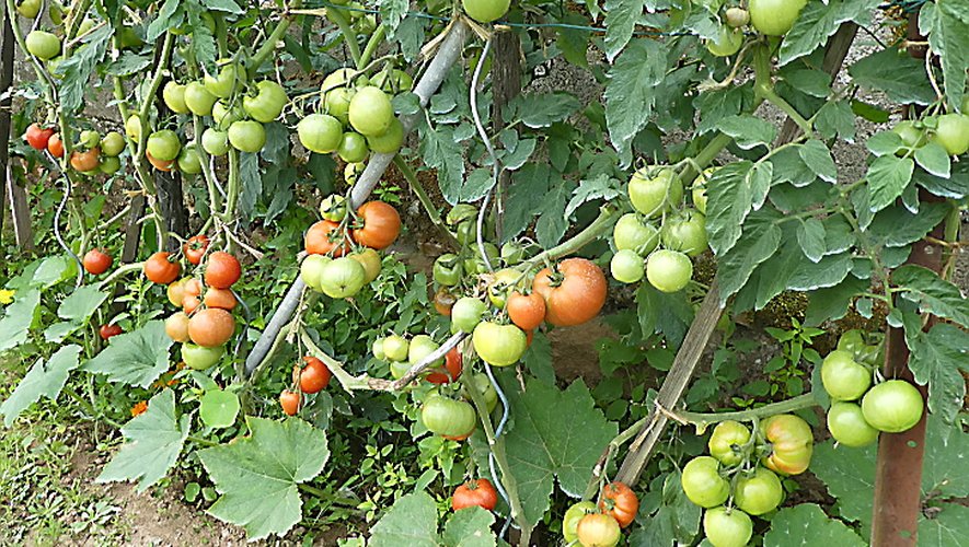 Un jardinier Primaubois a su préserver ses tomates... pour l'instant !