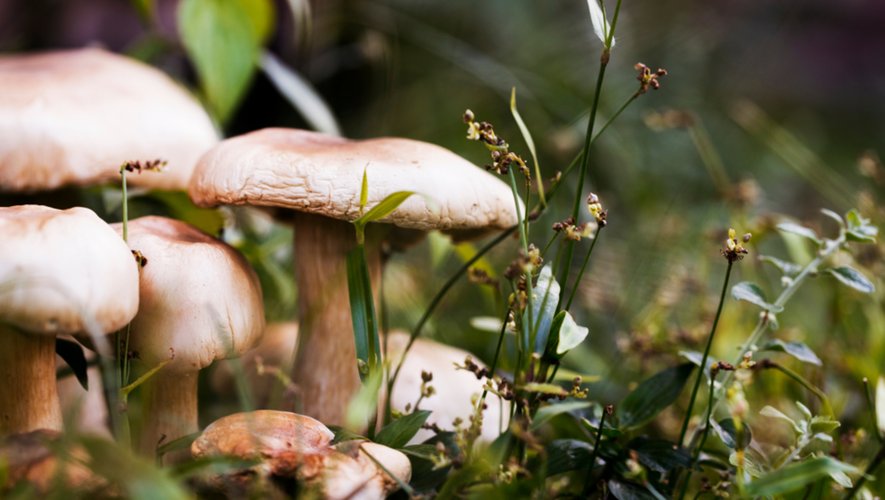 La saison des champignons est en avance : attention aux intoxications