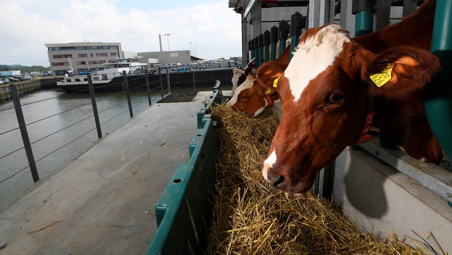 A Rotterdam, un troupeau de vaches rumine paisiblement à quelques mètres au-dessus des eaux à bord d'une ferme flottante, "unique au monde".
