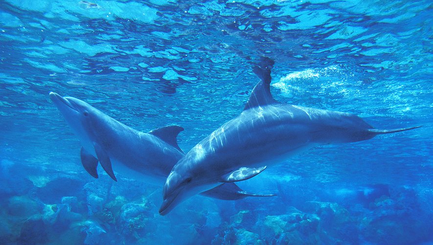 L'UICN a aussi adopté à une écrasante majorité une motion pour "renforcer la protection des mammifères marins par la coopération régionale".