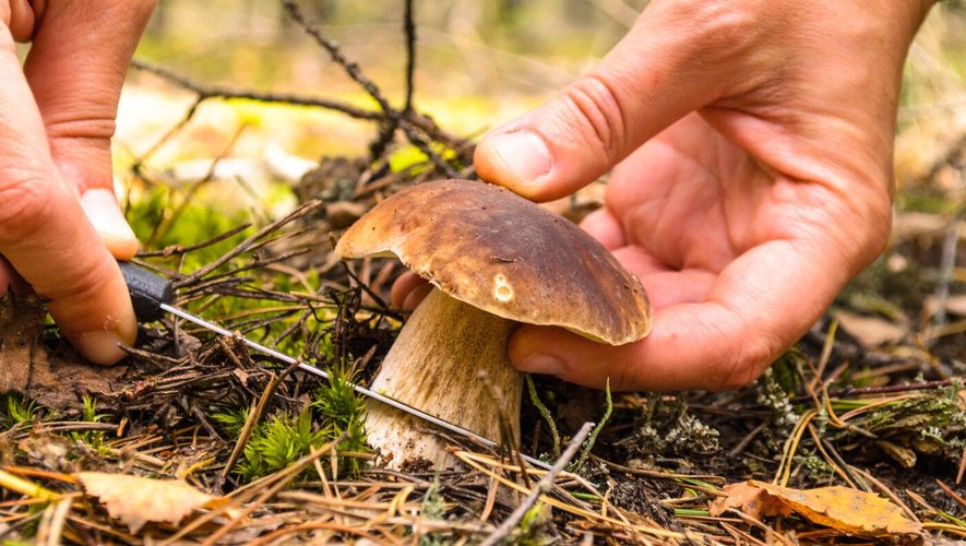 Utilisez un couteau pour couper le pied des champignons, sinon, ils risquent de ne pas repousser la saison suivante.