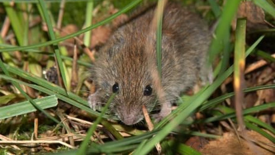 Les dégâts causés par les rats taupiers coûtent des millions d'euros au massif Central.