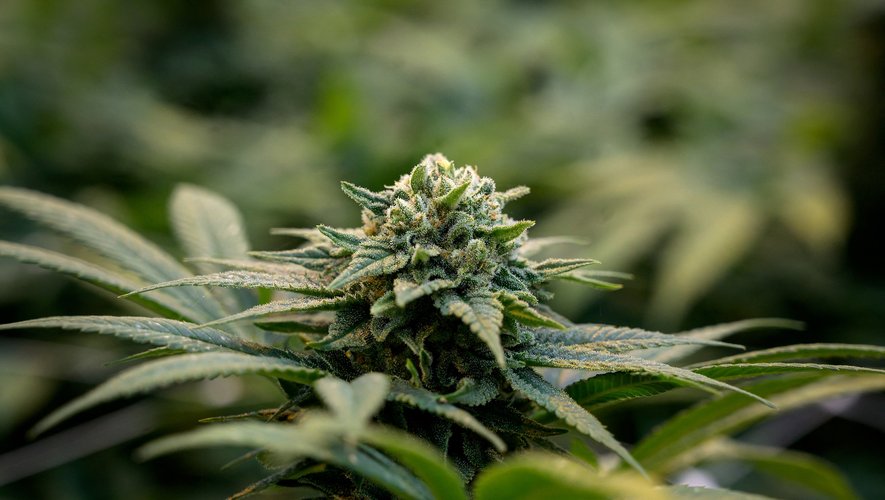 Les buralistes espèrent pouvoir bientôt vendre du CBD, substance tirée du cannabis.