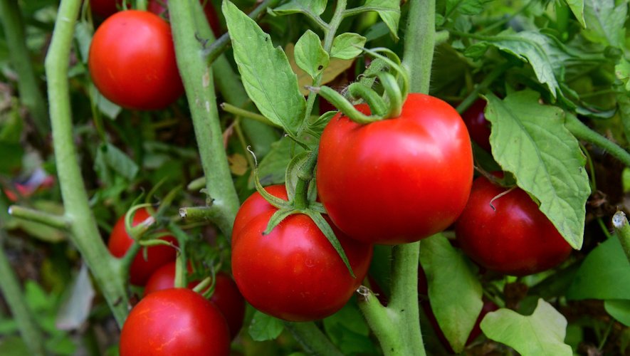 Quelques chanceux  pourront déguster  des tomates l’été prochain.