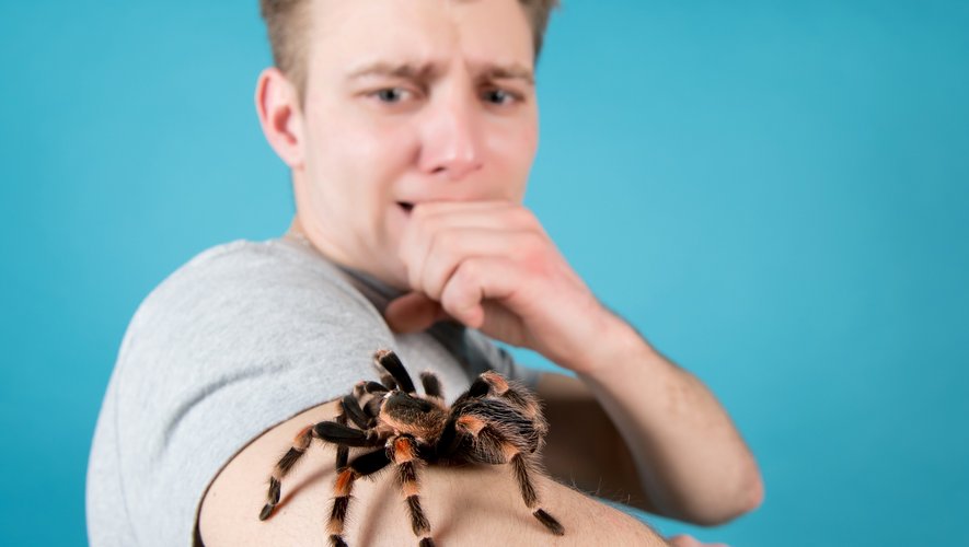 L'arachnophobie, la peur des araignées, est une phobie assez répandue.