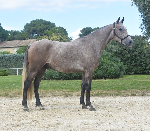 Galop de Bozouls