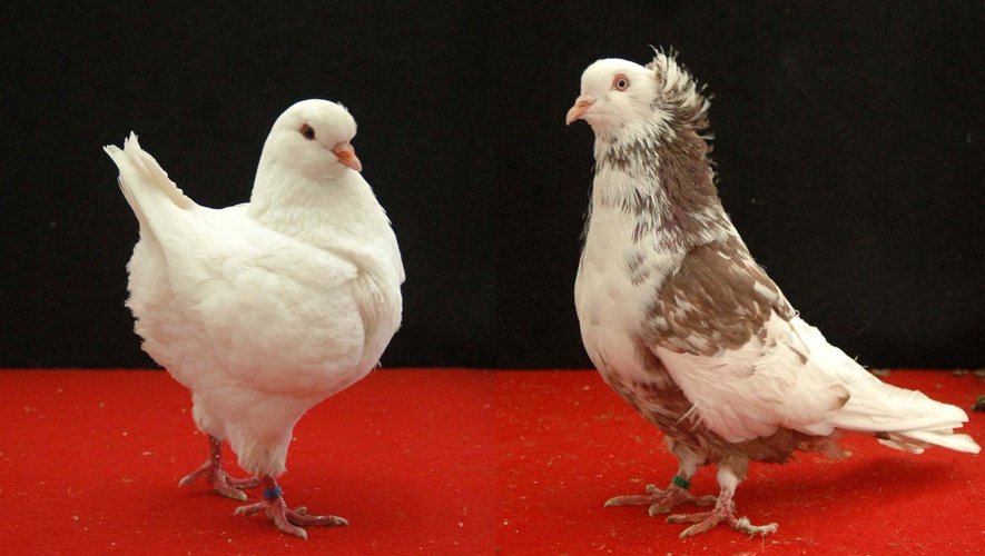 Le pigeon blanc c’est le king et à droite le Montauban.