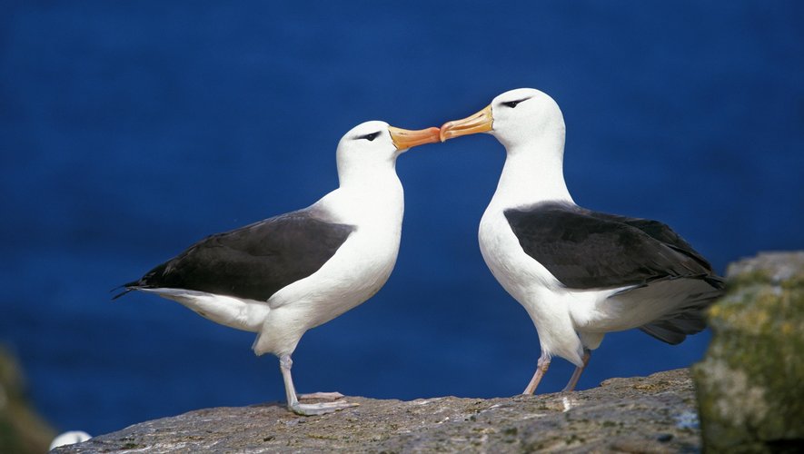 Des chercheurs ont trouvé un lien entre le réchauffement climatique et le taux de divorce qui augmente chez les albatros.