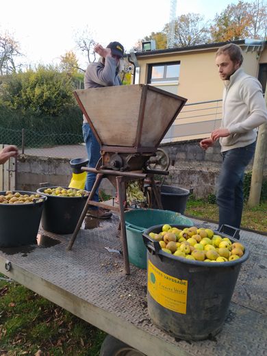 Préparation du jus de pommes.