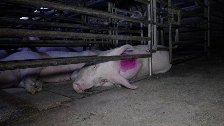 Dans une nouvelle vidéo, l'association L214 dénonce les conditions d'élevage de porcs.