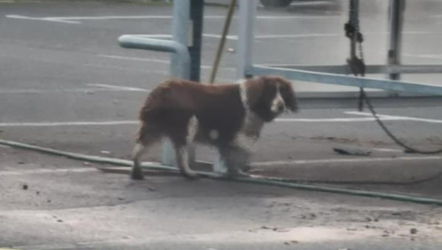 Le chien était attaché sur le parking d'un ancien supermarché à Onet-le-Château.