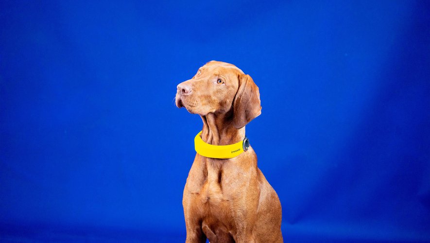 Le Smart Dog Collar d'Invoxia analyse en continu le rythme cardiaque de votre chien.