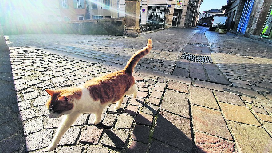 En cour de ville, la présence des chats est fréquente./ Photo C. I.