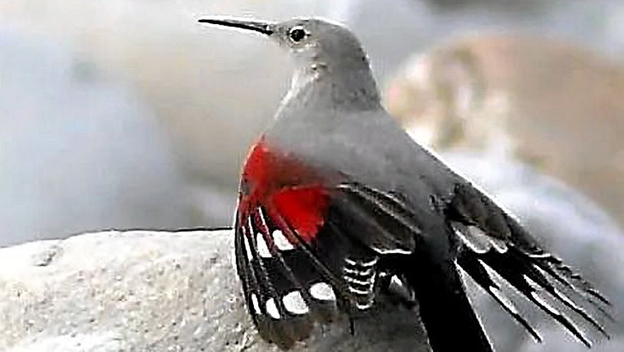 Le tichodrome échelette est l’un des oiseaux qui peut être observé.