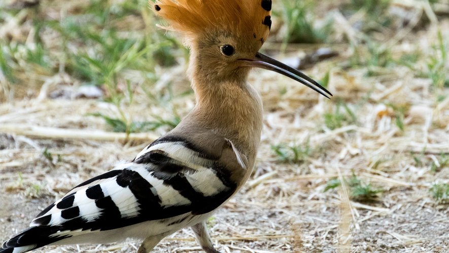 Ce magnifique oiseau, qui passe au printemps par l'Aveyron, est à l'origine d'un bien vilain mot.