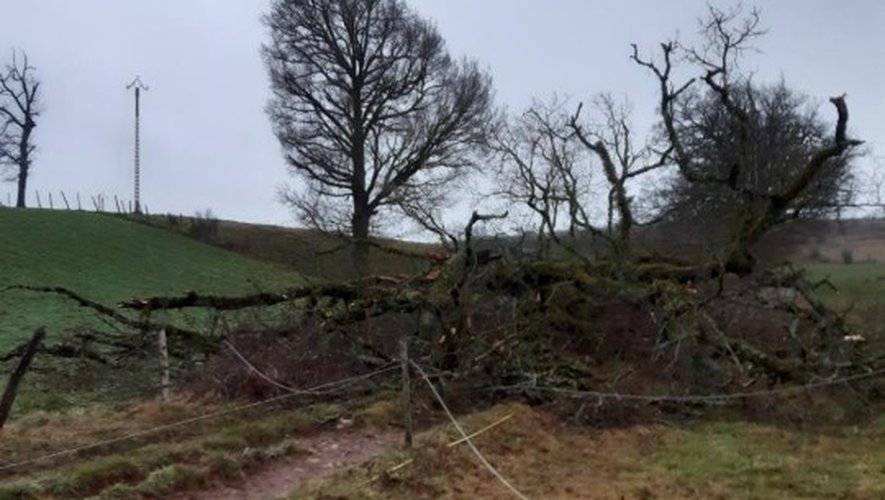 Un arbre s'est abattu sur une ligne à haute tension, jeudi 17 février, au soir.
