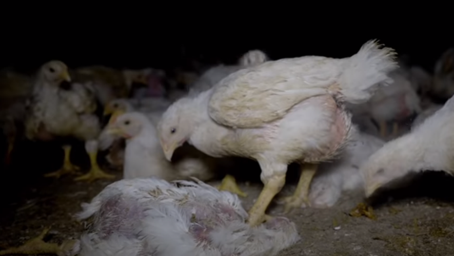 "Un poulet de 2 kilos, on l'élève sur une feuille A4."
